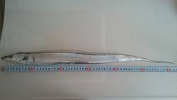 今年初タッチー